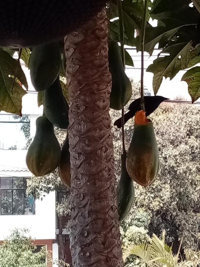 Posada Peregrinus Lima Dış mekan fotoğraf